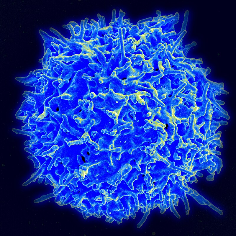 Tumor Immune Evasion